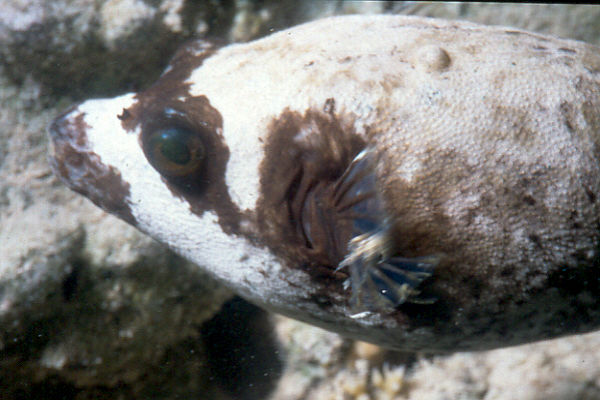 Maskenkugelfisch