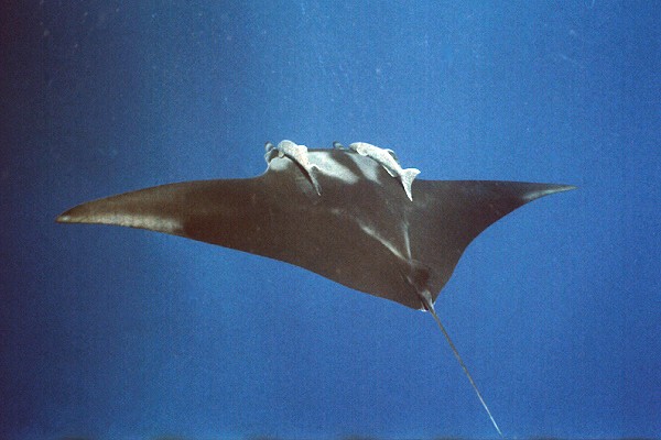 Manta mit Schiffshalter