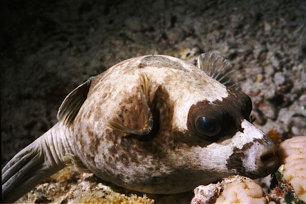 Maskenkugelfisch