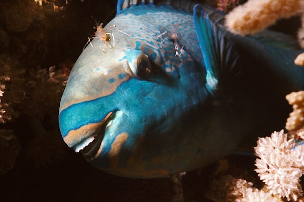 Papageifisch mit Putzergarnelen