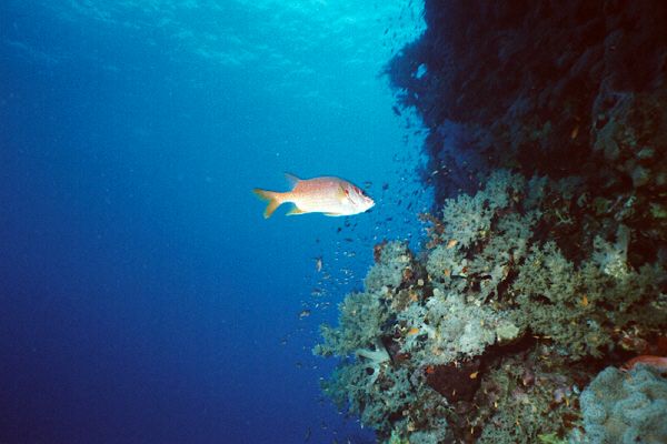 Riesensoldatenfisch