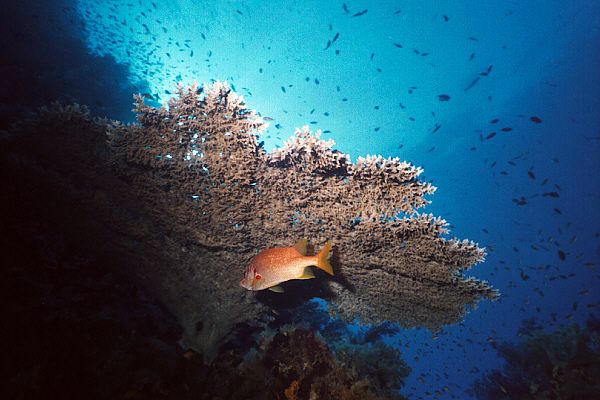 Tischkoralle mit Soldatenfisch