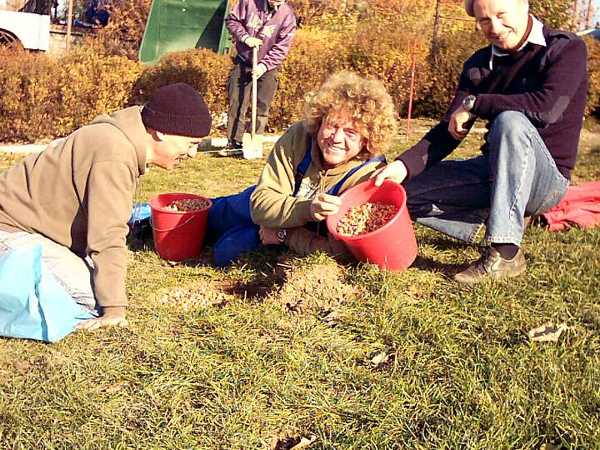 ... mehrere Eimer Krokuszwiebeln fr den Krokus-Taucher